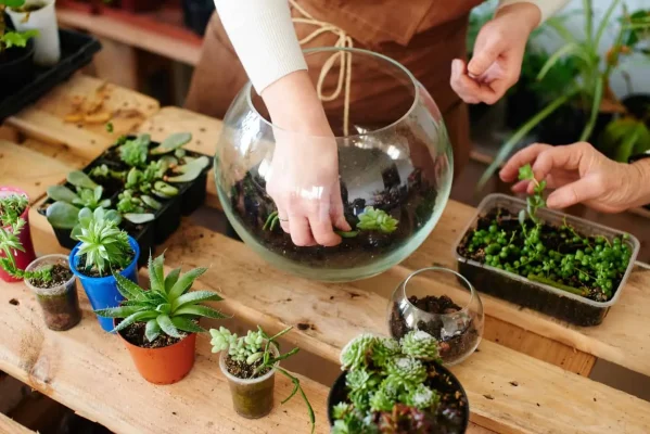 Terrarium Tasarımı Yapmak