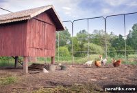 Which Is Cheaper: Buying Eggs or Raising Chickens?