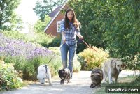 Is Rover Worth It? How to Make Money Pet Sitting and Dog Walking