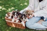 14 Lucrative Side Hustles for Animal Lovers to Earn Extra Cash