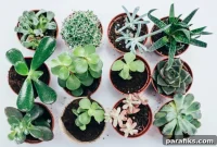 Top Places to Sell Plants for Profit: 10 Lucrative Options