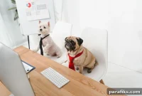 11 Jobs That Let You Bring Your Pet to Work