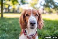 How We Earn $12,000 a Year Dog Sitting From Home