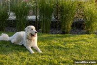 Make $100,000 a Year Running a Pet Waste Removal Service