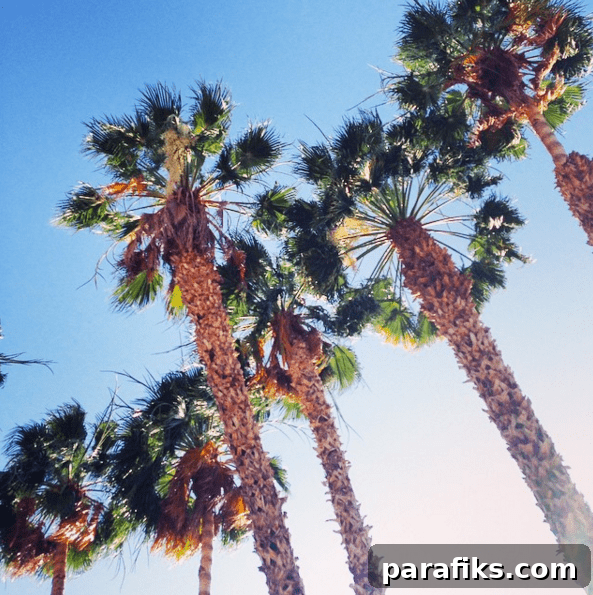 Set Ambitious Yearly Goals to Make This Year Amazing 3 Palm Trees