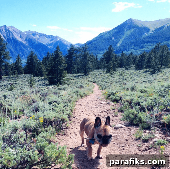 Set Ambitious Yearly Goals to Make This Year Amazing 5 Frenchie