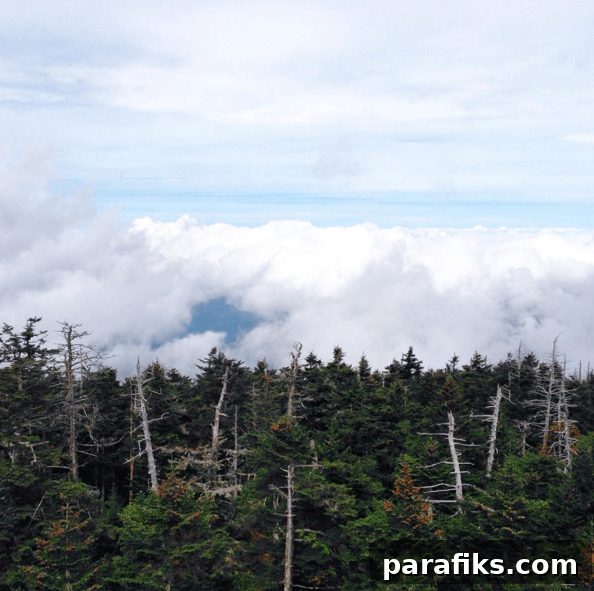 Set Ambitious Yearly Goals to Make This Year Amazing 8 Great Smoky Mountains