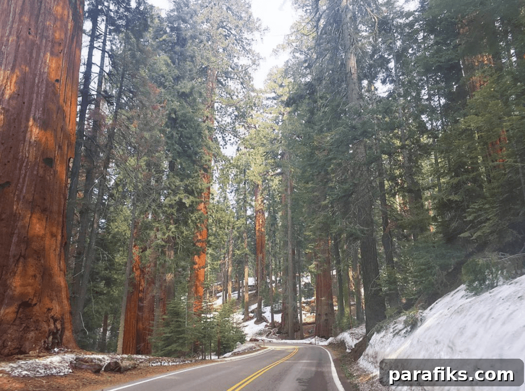 2017 Travel Recap: Hiking, Biking, RVing, Sailing & More 23 Sequoia