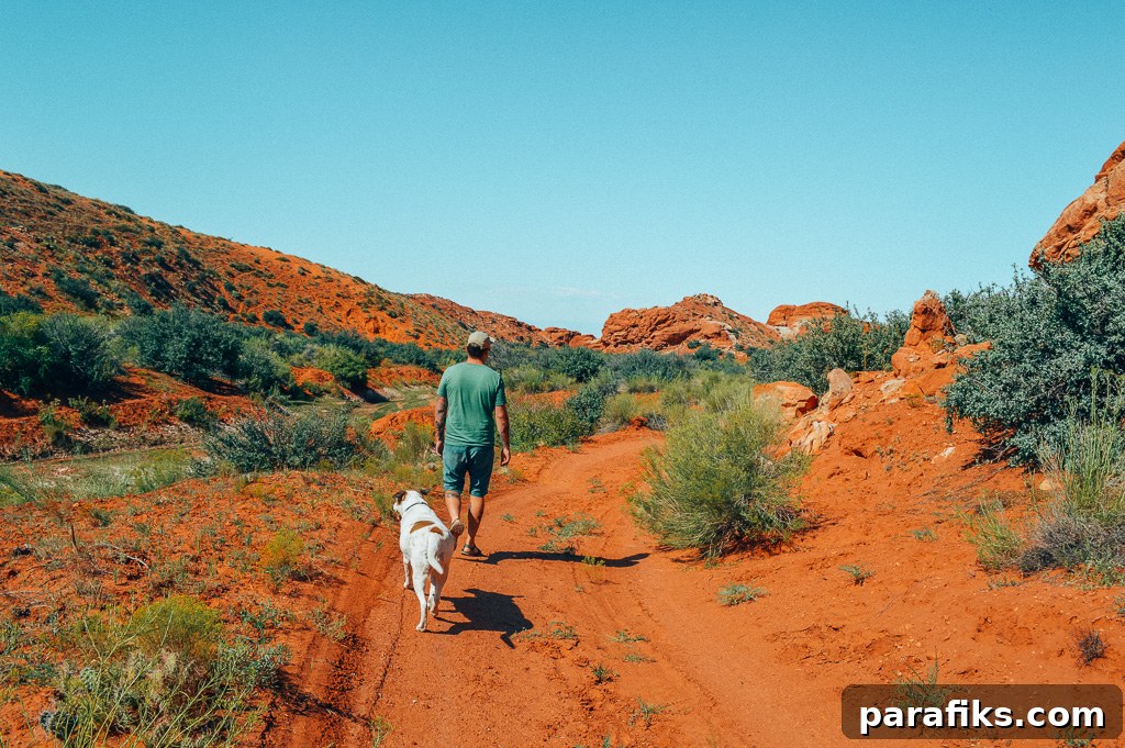 Full-Time RV and Boat Life with My Two Dogs: A Travel Guide 4 What do I need to travel with my dog?