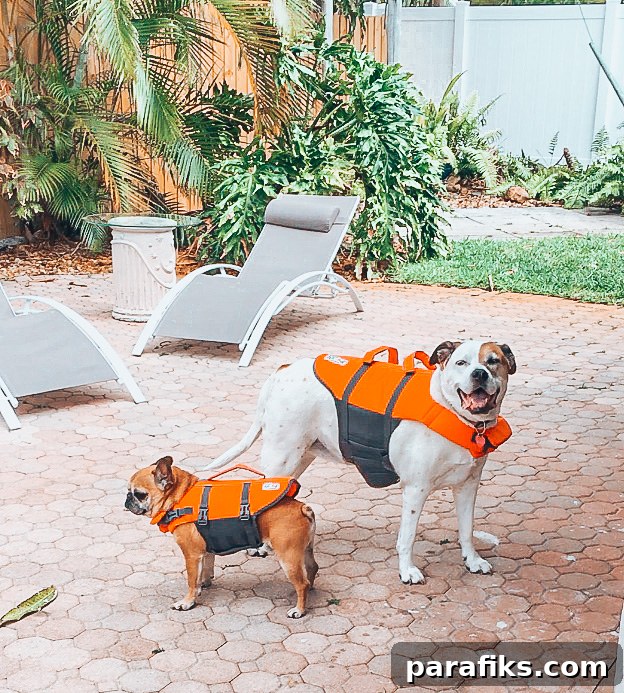 Full-Time RV and Boat Life with My Two Dogs: A Travel Guide 5 Traveling with dog tips