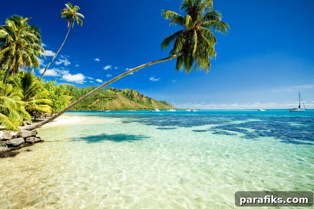 picture of beach with palm tree. Travel photography jobs