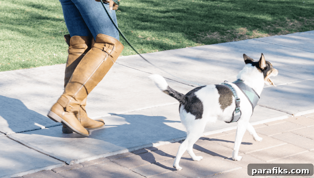 Do you actually make money with Rover? - woman walking a dog on the sidewalk
