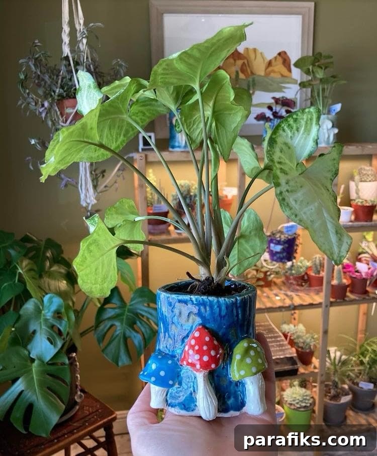 I have made many pots for my plants over the years. Here is one!