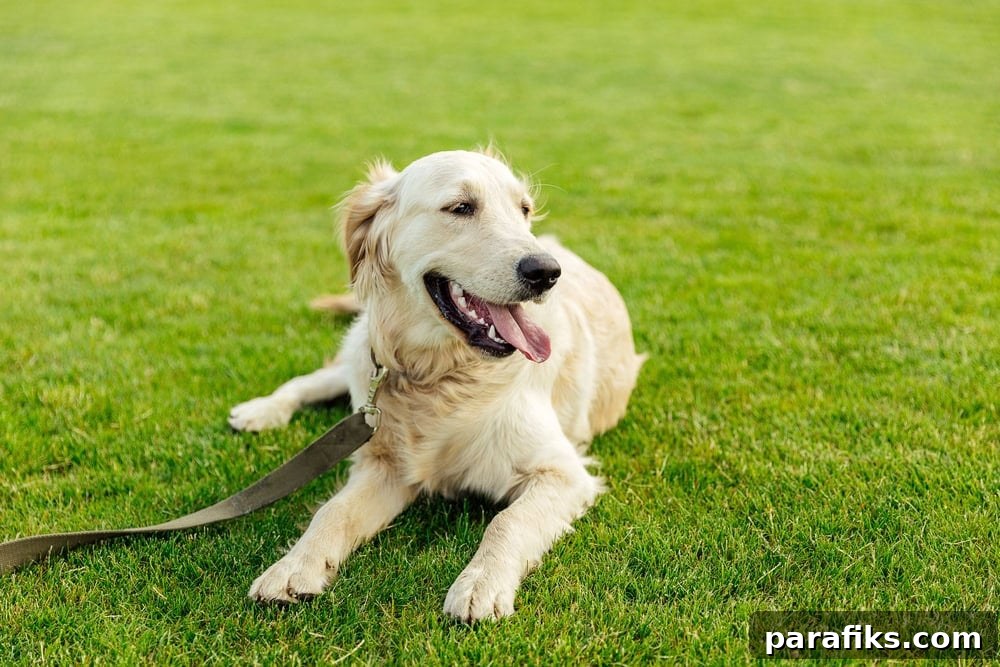 dog on green grass